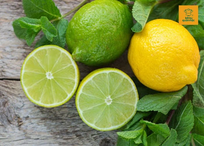 Nước cốt chanh tươi có thể giúp khử mùi hôi của bò hiệu quả